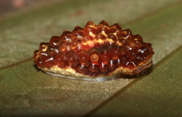 Fig. 7 Larva <i>Dalcerides mesoa</i></i> (Dalceridae), vista dorsal mide 11mm. Loaciga, Sector Pitilla, 740m. 17-SRNP-31967-DHJ739836.