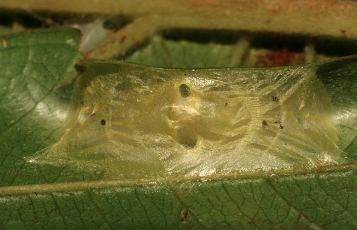 Fig. 9 Larva <i>Dalcerides mesoa</i></i> (Dalceridae), vista diagonal mide 10mm. Sendero Carica, Sector Pitilla, 740m. 11-SRNP-33268-DHJ484654.