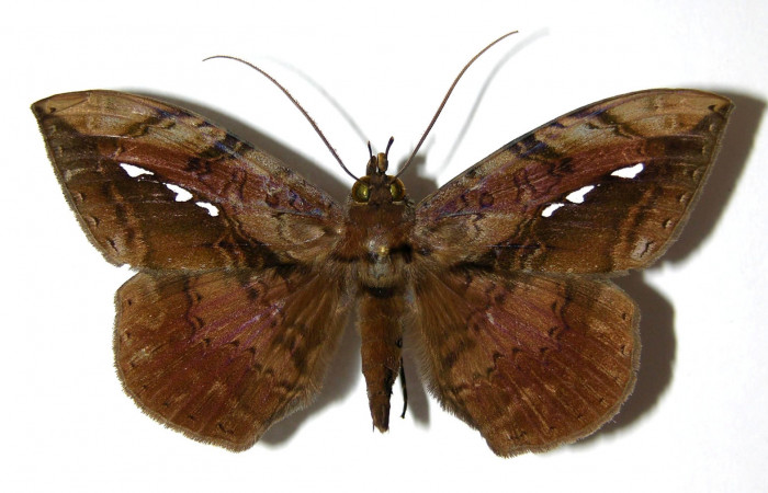 Figura 7. Adulto de <i>Hemeroblemma</i></i> acronDHJ02 (Erebidae), macho vista dorsal, localidad Colocho, Sector Pitilla ACG (375m). Voucher: 05-SRNP-32728-DHJ328500.jpg.