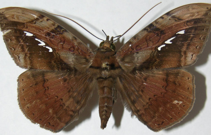Figura 9. Adulto de <i>Hemeroblemma</i></i> acronDHJ02 (Erebidae), macho vista dorsal, localidad Sendero Manguera, Estación Biológica Quica Sector Pitilla ACG (470m). Voucher: 08-SRNP-72673-DHJ397392.jpg.