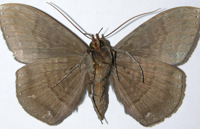 Figura 10. Adulto de <i>Hemeroblemma</i></i> acronDHJ02 (Erebidae), macho vista ventral, localidad Sendero Manguera, Estación Biológica Quica Sector Pitilla ACG (380m). Voucher: 08-SRNP-72673-DHJ397393.jpg.