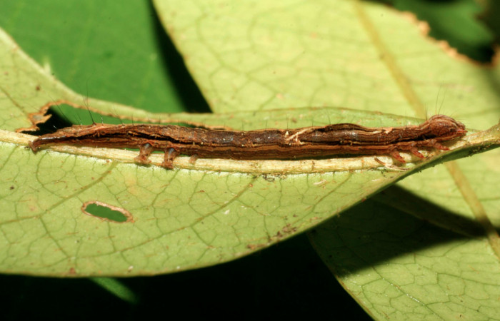 Figura 3. Larva <i>Hemeroblemma</i></i> acronDHJ02 (Erebidae), penúltimo estadío (PU) vista lateral, localidad Sendero Manguera Estación Biológica Quica, Sector Pitilla ACG (470m). Voucher: 08-SRNP-72673-DHJ447415.jpg.