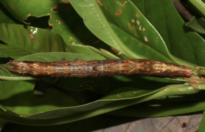 Figura 4. Larva <i>Hemeroblemma</i></i> acronDHJ02 (Erebidae), último estadío (U) vista dorsal, localidad Sendero Laguna, Sector Pitilla ACG (680m). Voucher: 18-SRNP-31033-DHJ744681.jpg.
