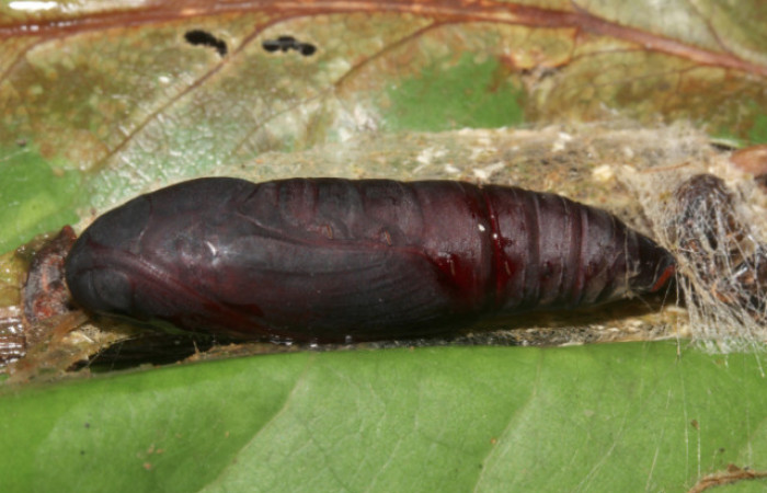 Figura 6. Pupa de <i>Hemeroblemma</i></i> acronDHJ02 (Erebidae), vista lateral, localidad Sendero Laguna, Sector Pitilla ACG (680m). Voucher: 18-SRNP-31033-DHJ744878.jpg.