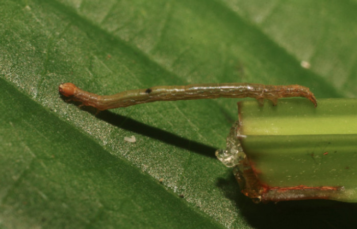 Figura 2. Larva <i>Hemeroblemma</i></i> acronDHJ02 (Erebidae), tercer estadío (PPU) vista lateral, localidad Flecha, Sector Rincón Rain Forest ACG (491m). Voucher: 18-SRNP-80996-DHJ753099.jpg.