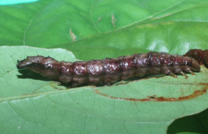 Figura 5. Larva <i>Hemeroblemma</i></i> acronDHJ02 (Erebidae), en estado de prepupa vista lateral, localidad Flecha, Sector Rincón Rain Forest ACG (491m). Voucher: 18-SRNP-80996-DHJ753457.jpg.