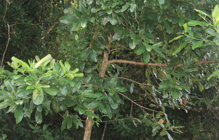 Figura 11. Planta hospedera de <i>Hemeroblemma</i></i> acronDHJ02 (Erebidae), esta planta se llama <i>Vochysia guatemalensis</i></i> (Vochysiaceae), localidad Estación Biológica Quica, Sector Pitilla ACG (470m), foto: Ricardo Calero 26 Octubre 2021. 