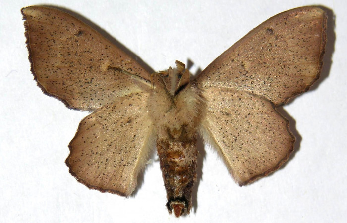 Fig. 8. Adulto <i>Druentica zikana</i></i> vista dorsal, (hembra) en alas extendidas mide 35 mm.
Voucher 04-SRNP-55677-DHJ330039.