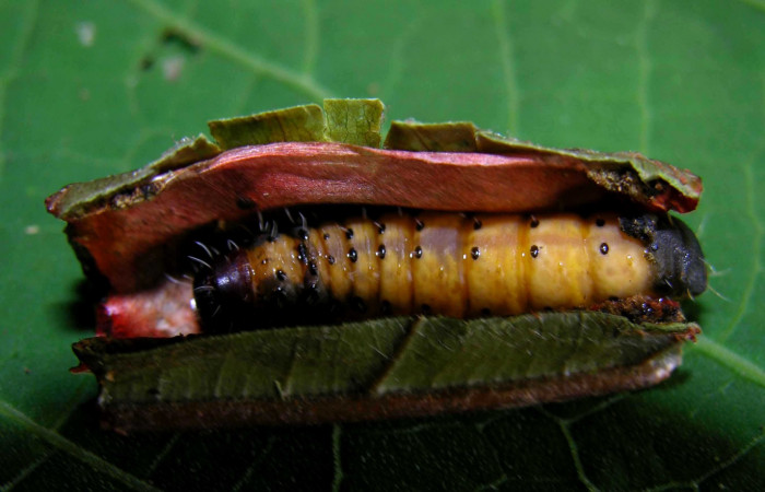 Fig. 6. Prepupa de larva <i>Druentica zikana</i></i> en ultimo estadío, 25 mm de largo. Estacion Pitilla. 
Voucher 05-SRNP-31405-DHJ404066.jpg.