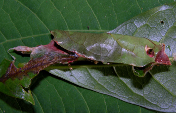 Fig 7. Prepupa de larva <i>Druentica zikana</i></i> en ultimo estadío, 30 mm de largo. Estacion Pitilla.
 Voucher 05-SRNP-31406-DHJ404068.jpg.