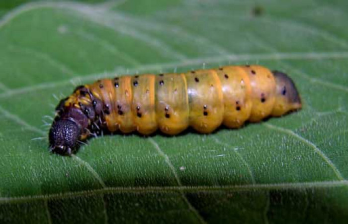 Fig. 5. Larva <i>Druentica zikana</i></i> familia Mimallonidae, en ultimo estadío, mide de largo 30 mm. Colectada en Sector Pitilla. Voucher 05-SRNP-31406-DHJ404072.jpg.