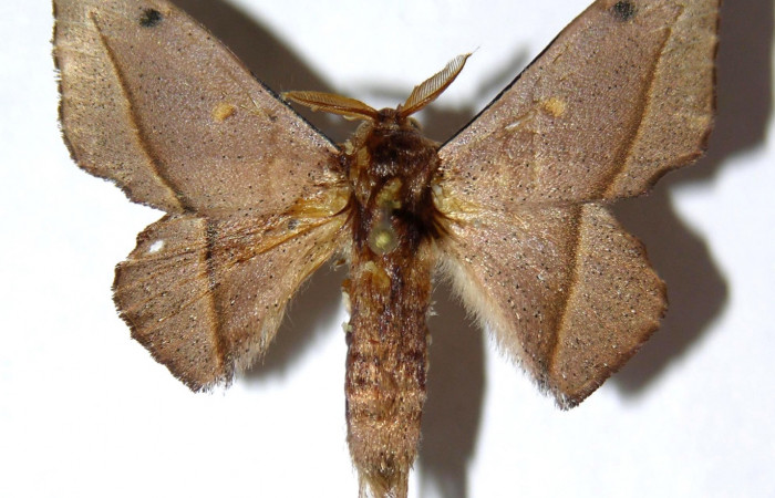 Fig. 10. Adulto <i>Druentica zikana</i></i> vista dorsal, (macho)en alas extendidas mide 33 mm. Voucher 05-SRNP-31450-DHJ329956.
