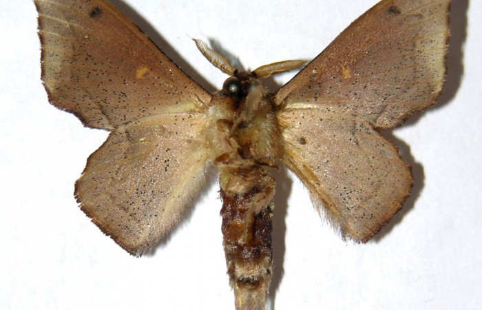 Fig. 11. Adulto <i>Druentica zikana</i></i> vista ventral, (macho) en alas extendidas mide 33 mm. Voucher 05-SRNP-31450-DHJ329957.