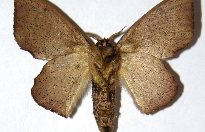 Fig. 9. Adulto <i>Druentica zikana</i></i> vista ventral,  (hembra) en alas extendidas mide 36 mm.
Voucher 05-SRNP-3174-DHJ330047.