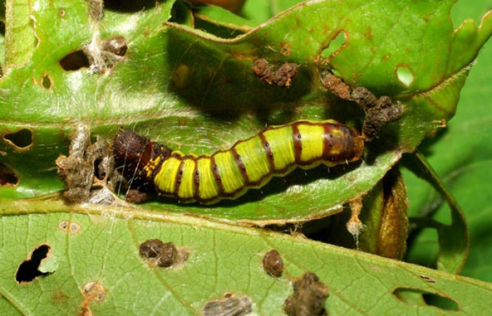 Fig. 2. Larva <i>Druentica zikana</i></i> vista dorsal entero, en penúltimo estadío mide de largo 19 mm. Colectada en Sector Pitilla. Voucher 07-SRNP-32884-DHJ433635.jpg.
