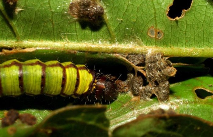 Fig. 1. Larva <i>Druentica zikana</i></i> vista dorsal, en penultimo estadío mide de largo 19 mm. Colectada en Sector Pitilla. Voucher 07-SRNP-32884-DHJ433638.jpg.