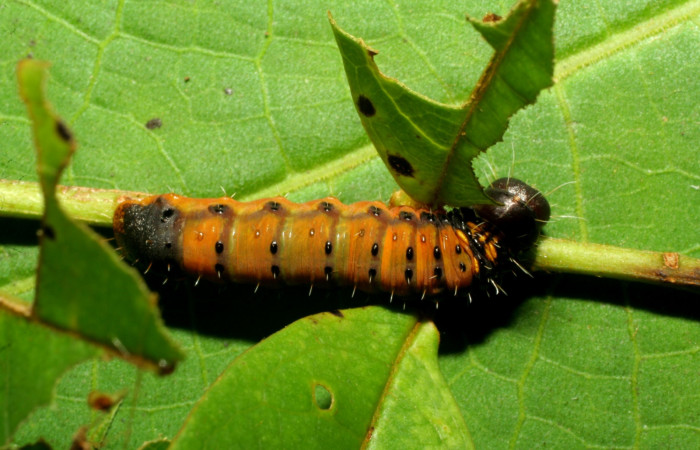 Fig. 3. Larva <i>Druentica zikana</i></i> último estadío 23mm de largo.
 Voucher 07-SRNP-32884-DHJ433640.jpg.