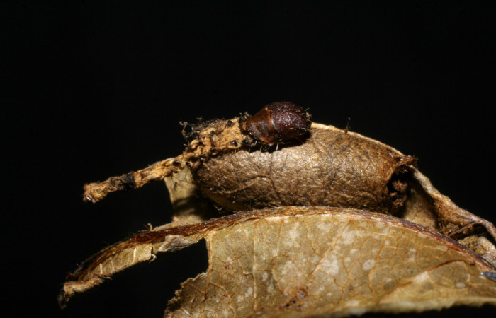 Fig. 13 Capullo de parásito Ichneumonidae, junto al cadáver de larva <i>Druentica zikana</i></i> en penúltimo estadío. Voucher 07-SRNP-32899-DHJ448584.jpg
