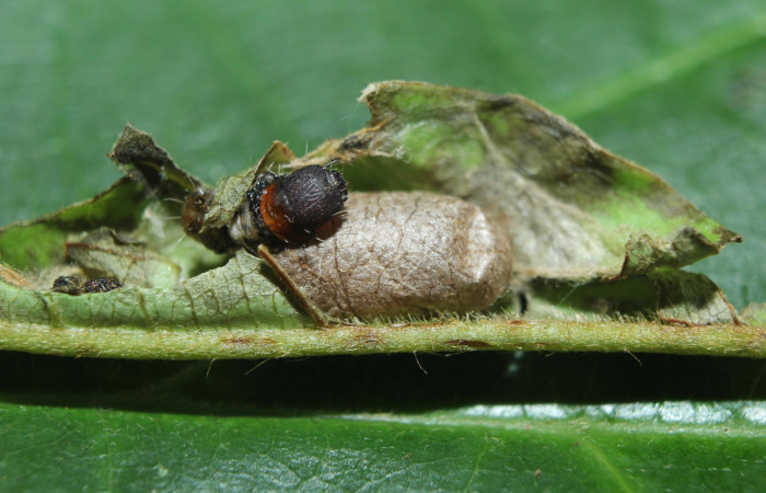 Fig. 12. Capullo de parásito Ichneumonidae, junto al cadáver de larva <i>Druentica zikana</i></i>.
Voucher 15-SRNP-71321-DHJ727721.jpg.