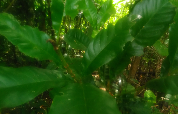 (Fig. 4) Vochysia guatemalensis familia Vochysiaceae: Planta hospedera de larva, <i>Druentica zikana</i></i> (Mimallonidae),creciendo en estación Llanura, foto tomada 10/31/2021. Cirilo Umaña  Dominguez.