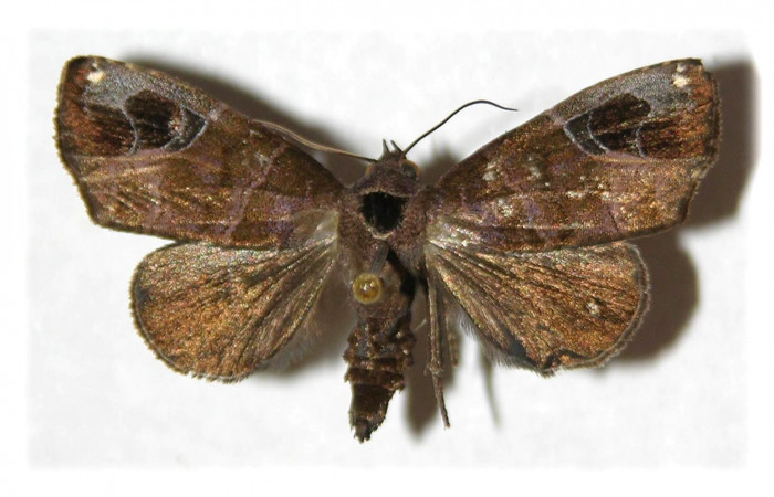 Figura 1. Adulto de <i>Closteromorpha modesta</i></i>(Noctuidae), vista dorsal, localidad Casa Uno, Secto El Hacha ACG (280m). Voucher: 00-SRNP-4168-DHJ313102.jpg.