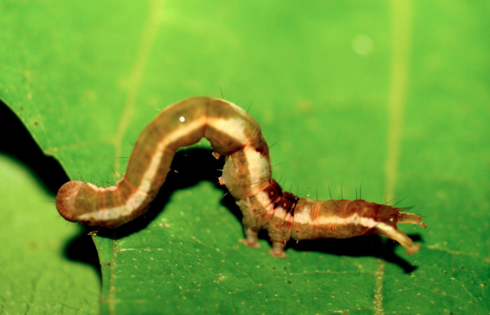 Figura 17. Larva de <i>Closteromorpha</i></i> Poole01 (Noctuidae), vista lateral, localidad Sendero Huerta, Sector San Cristobal ACG (527m). Voucher: 06-SRNP-5444-DHJ415665.jpg.