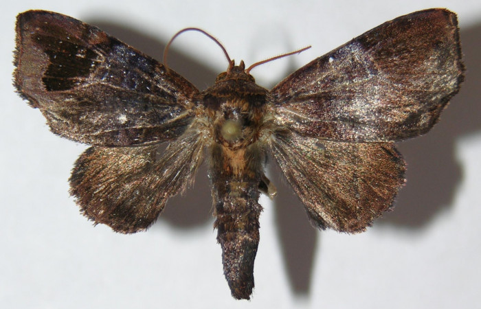 Figura 18. Adulto de <i>Closteromorpha</i></i> Poole01 (Noctuidae), vista dorsal, localidad Puente Palma, Sector San Cristóbal ACG (460m). Voucher: 09-SRNP-2170-DHJ514866.jpg.