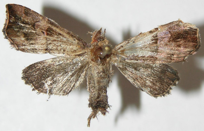 Figura 15. Adulto de <i>Closteromorpha reniplaga</i></i> , macho (Noctuidae), vista dorsal, localidad Puente Palma, Sector San Cristobal ACG (460m). Voucher: 09-SRNP-65-DHJ506298.jpg.