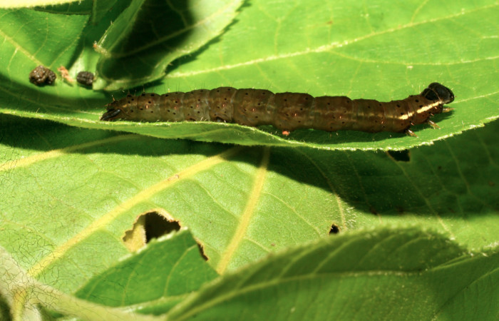 Figura 14. Larva de <i>Closteromorpha reniplaga</i></i> (Noctuidae), último estadío (U) vista lateral, localidad Bullas Estación Biológica Quica, Sector Pitilla ACG (440m). Voucher: 09-SRNP-71270-DHJ461123.jpg.