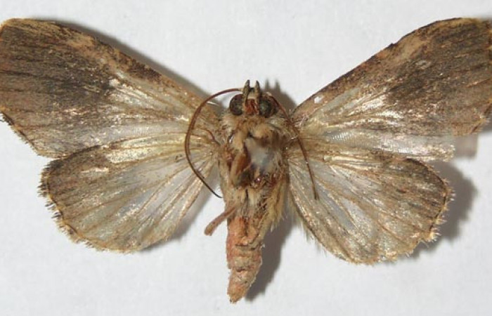 Figura 16. Adulto de <i>Closteromorpha reniplaga</i></i> , hembra (Noctuidae), vista ventral, localidad Bullas Estación Biológica Quica, Sector Pitilla ACG (440m. Voucher: 09-SRNP-71270-DHJ514869.jpg.