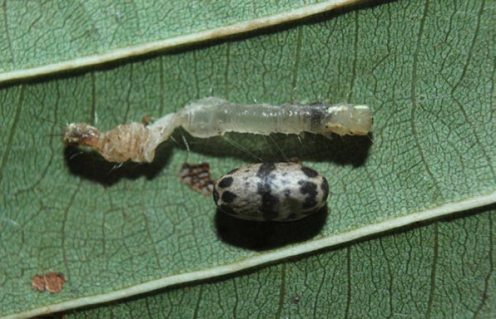 Figura 12. Capullo  (Ichneumonidae) see descriptiòn de <i>Closteromorpha modesta</i></i> (Noctuidae), localidad Quebradona Estación Biológica Quica, Sector Pitilla ACG (475m). Voucher: 14-SRNP-72172-DHJ726579.jpg.