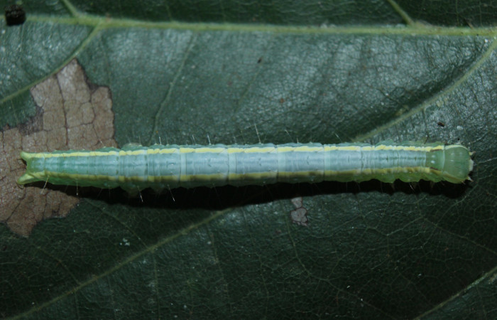 Figura 5. Larva <i>Closteromorpha modesta</i></i> (Noctuidae), en último estadío (U), vista dorsal, localidad Medrano Estación Biológica Quica, Sector Pitilla ACG (380m). Voucher: 14-SRNP-72174-DHJ726587.jpg.