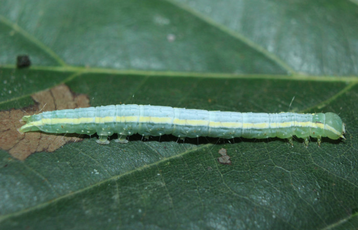 Figura 4. Larva <i>Closteromorpha modesta </i></i>(Noctuidae), en último estadío (U), vista lateral, localidad Medrano Estación Biológica Quica, Sector Pitilla ACG (380m). Voucher: 14-SRNP-72174-DHJ726588.jpg.