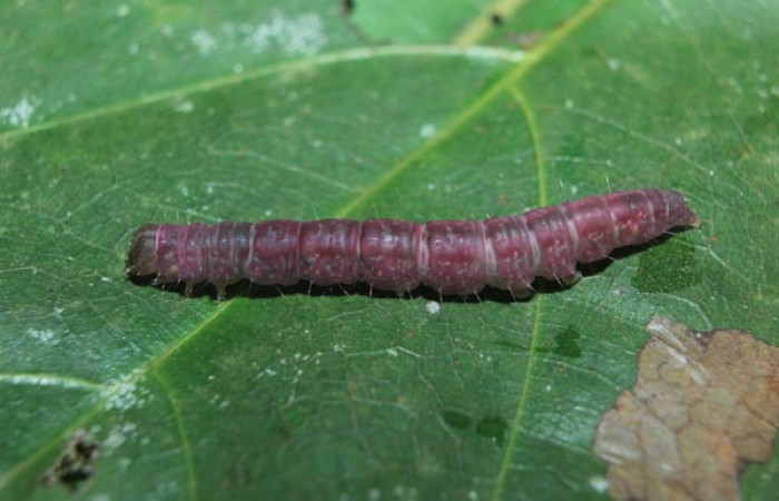 Figura 6. Prepupa de <i>Closteromorpha modesta</i></i> (Noctuidae), vista lateral, localidad Medrano Estación Biológica Quica, Sector Pitilla ACG (380m). Voucher:14-SRNP-72174-DHJ726592.jpg.