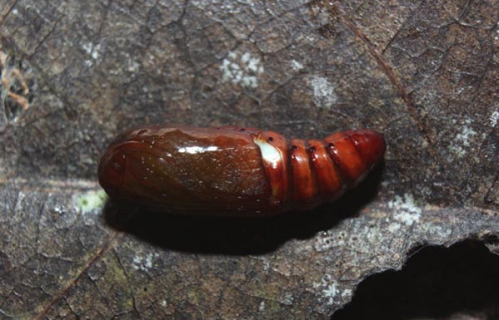 Figura 7. Pupa de <i>Closteromorpha modesta</i></i> (Noctuidae), vista lateral, localidad Medrano Estación Biológica Quica, Sector Pitilla ACG (380m). Voucher: 14-SRNP-72174-DHJ726598.jpg.