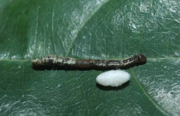 Figura 13. Capullo de parásito <i>Diolcogaster</i></i> Choi125 (Braconidae), que ataca <i>Closteromorpha modesta</i></i> (Noctuidae), localidad Medrano Estación Biológica Quica, Sector Pitilla (ACG) (380m). Voucher: 14-SRNP-72191-DHJ726655.jpg.