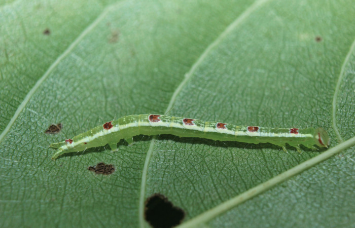 Figura 2. Larva <i>Closteromorpha modesta</i></i> (Noctuidae), en penúltimo estadío (PU), vista lateral, localidad Medrano Estación Biológica Quica, Sector Pitilla ACG (380m). Voucher: 14-SRNP-72192-DHJ726658.jpg.