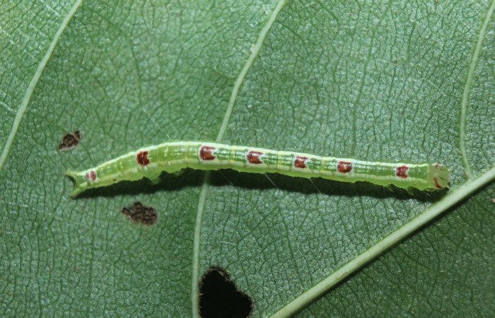 Figura 3. Larva <i>Closteromorpha modesta</i></i> (Noctuidae), en penúltimo estadío (PU), vista dorsal, localidad Medrano Estación Biológica Quica, Sector Pitilla ACG (380m). Voucher: 14-SRNP-72192-DHJ726659.jpg.