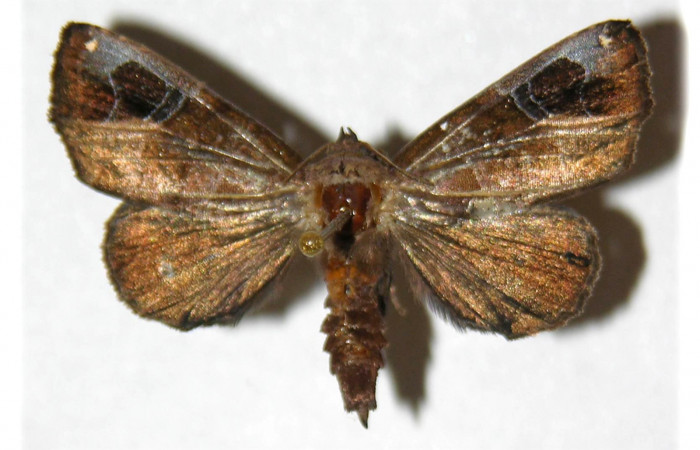 Figura 8. Adulto de <i>Closteromorpha modesta</i></i>, macho (Noctuidae), vista dorsal, localidad Laguna Agua Buena, Sector El Hacha ACG (220m. Voucher:96-SRNP-11656-DHJ313098.jpg.