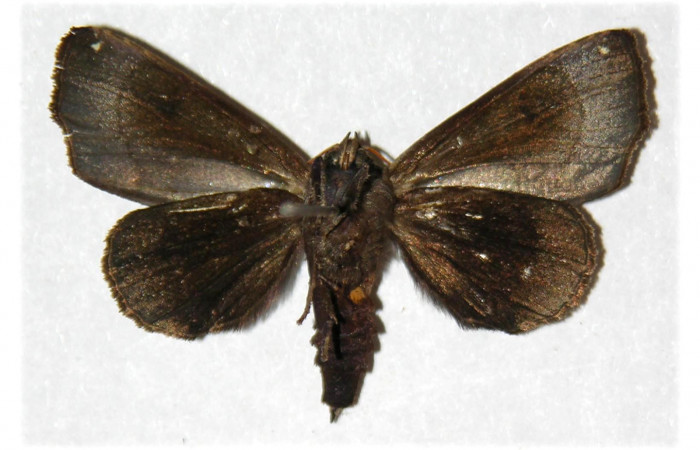Figura 9. Adulto de <i>Closteromorpha modesta</i></i>, macho (Noctuidae), vista ventral, localidad Laguna Agua Buena, Sector El Hacha ACG (220m. Voucher: 96-SRNP-11656-DHJ313099.jpg.