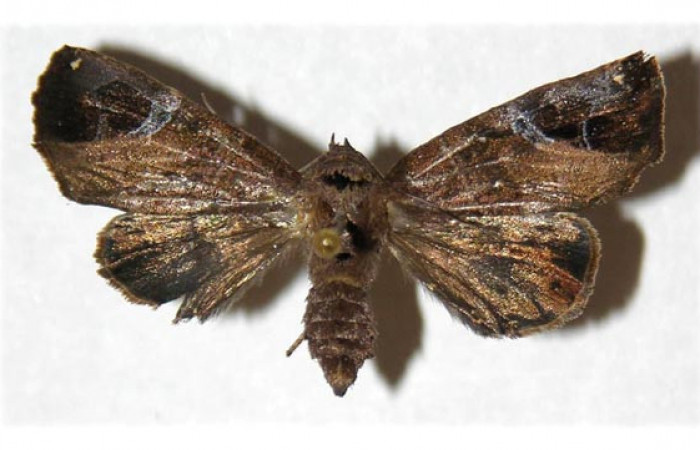 Figura 10. Adulto de <i>Closteromorpha modesta</i></i>, hembra (Noctuidae), vista dorsal, localidad Laguna Agua Buena, Sector El Hacha ACG (220m. Voucher: 96-SRNP-11657-DHJ313096.jpg.
