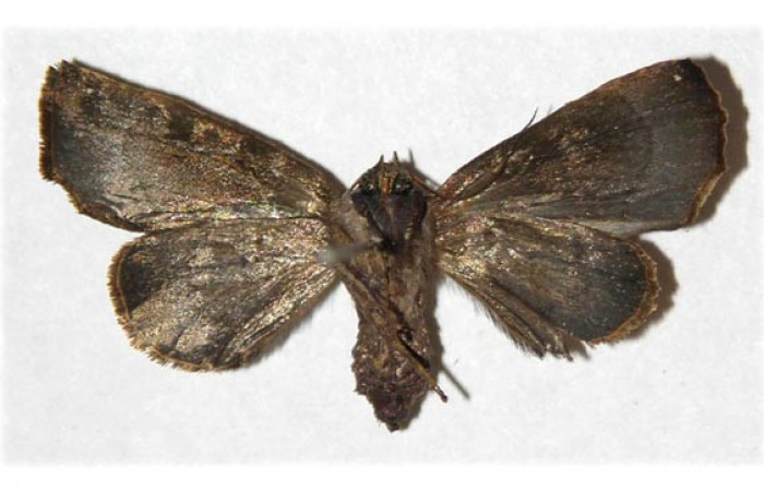 Figura 11. Adulto de <i>Closteromorpha modesta</i></i>, hembra (Noctuidae), vista ventral, localidad Laguna Agua Buena, Sector El Hacha ACG (220m. Voucher: 96-SRNP-11657-DHJ313097.jpg.