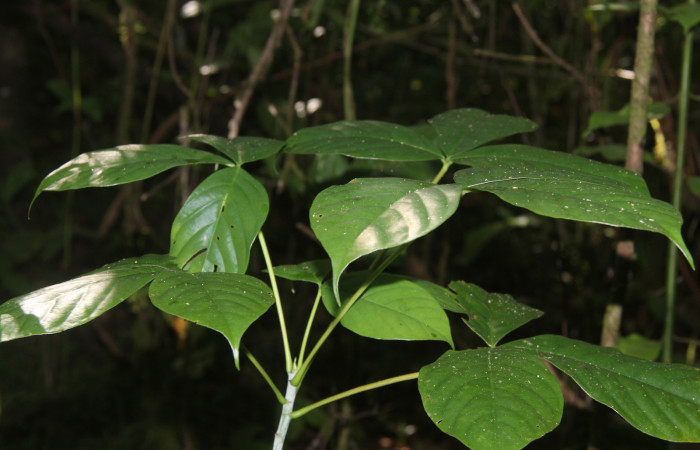 Figura 19. Planta hospedera de <i>Closteromorpha modesta</i></i> (Noctuidae), esta planta se llama <i>Pseudobombax septenatum</i></i> (Malvaceae), localidad Medrano Estación Biológica Quica Sector Pitilla (ACG) (380m). Foto; Ricardo Calero, 28 Octubre 2021