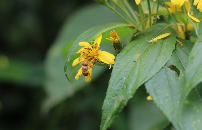 Figura. 10 Inflorescencia vista de frente,  <i>Lasianthaea fruticosa</i></i>, (Asteraceae), polinizada por una mosca. Area de Conservación Guanacaste, Sector Rincón Rain Forest, Estación Leiva, Sendero Selva, (elevación 491 metros), colectada el 5 noviembre 2021. Foto. Jorge Hernández.