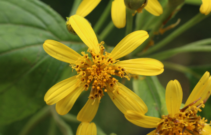 Figura. 11 Inflorescencia  vista de frente <i>Lasianthaea fruticosa</i></i>, (Asteraceae). Area de Conservación Guanacaste, Sector Rincón Rain Forest, Estación Leiva, Sendero Selva, (elevación 491 metros), colectada el 5 noviembre 2021. Foto. Jorge Hernández.