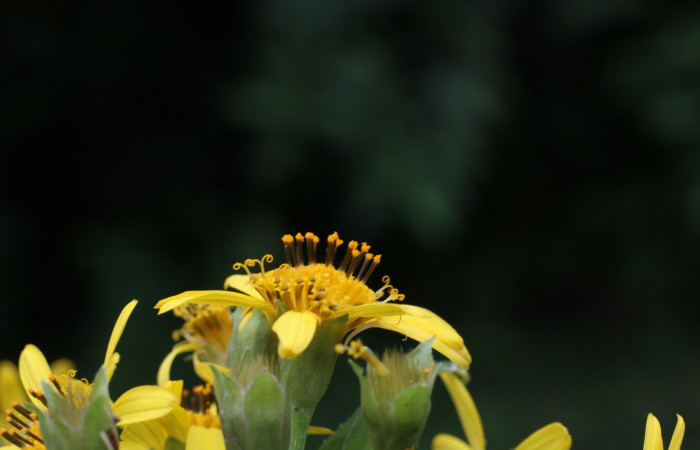 Figura. 12 Inflorescencia <i>Lasianthaea fruticosa</i></i>, (Asteraceae). Area de Conservación Guanacaste, Sector Rincón Rain Forest, Estación Leiva, Sendero Selva, (elevación 491 metros), colectada el 5 noviembre 2021. Foto. Jorge Hernández.