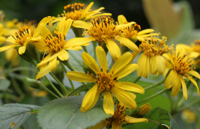 Figura. 14 Inflorescencia en racimo <i>Lasianthaea fruticosa</i></i>, (Asteraceae). Area de Conservación Guanacaste, Sector Rincón Rain Forest, Estación Leiva, Sendero Selva, (elevación 491 metros), colectada el 5 noviembre 2021. Foto. Jorge Hernández.