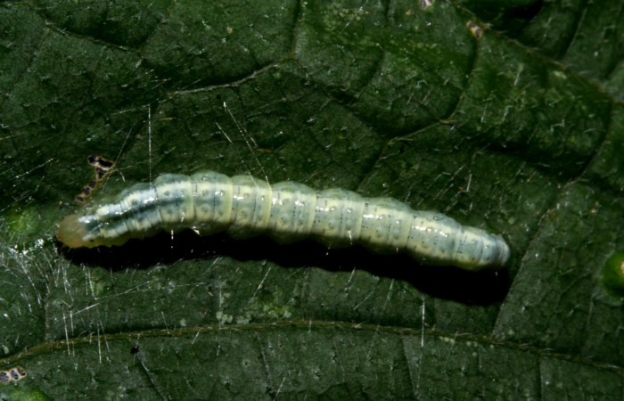 Figura. 15 Larva <i>Conchylodes</i></i> BioLep10, (Crambidae), posición dorsal entero, alimentándose en <i>Lasianthaea fruticosa</i></i>, (Asteraceae). (10-SRNP-40630-DHJ473731.JPG).