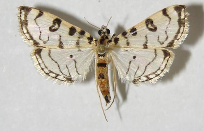 Figura. 16 Adulto  <i>Conchylodes</i></i> BioLep10 (Crambidae), posición vista dorsal. (10-SRNP-40630-DHJ524880.