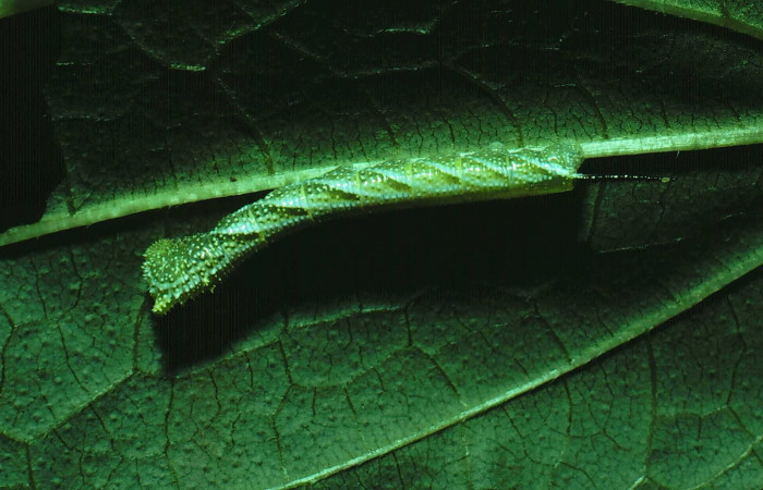 Figura. 17 Larva <i>Manduca muscosa</i></i>, (Sphingidae), posición dorsal entero, alimentándose en <i>Lasianthaea fruticosa</i></i>, (Asteraceae). (81-SRNP-508-DHJ2676.jpg).